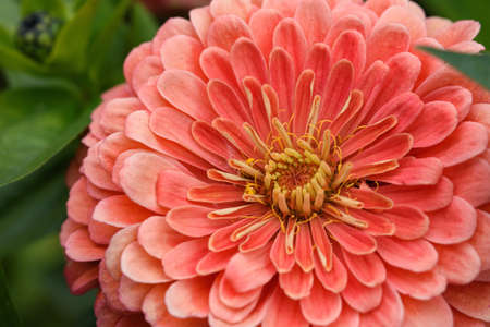 A flower bud of zinnia close-up in the garden at the end of summer.の写真素材