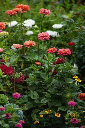 A flower bed with zinnias in the garden at the end of summer.の写真素材