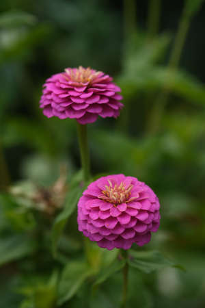 A flower bed with zinnias in the garden at the end of summer.の写真素材