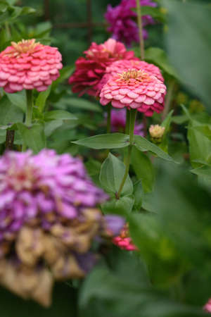 A flower bed with zinnias in the garden at the end of summer.の写真素材