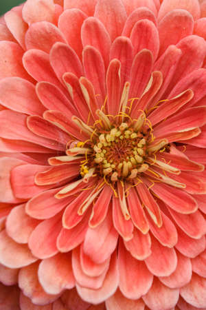 A flower bud of zinnia close-up in the garden at the end of summer.の写真素材