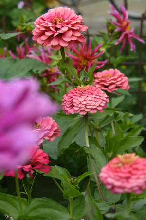 A flower bed with zinnias in the garden at the end of summer.の写真素材