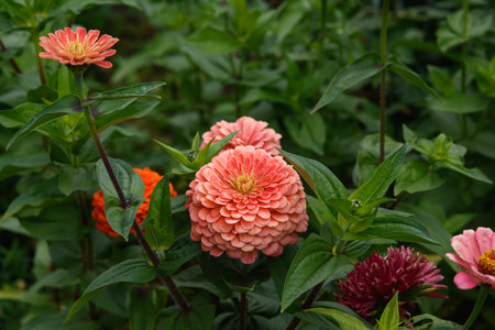 A flower bed with zinnias in the garden at the end of summer.の写真素材