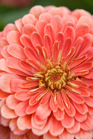 A flower bud of zinnia close-up in the garden at the end of summer.の写真素材