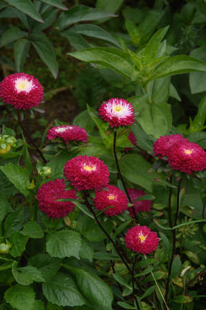 A flower bed with zinnias in the garden at the end of summer.の写真素材
