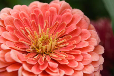 A flower bud of zinnia close-up in the garden at the end of summer.の写真素材