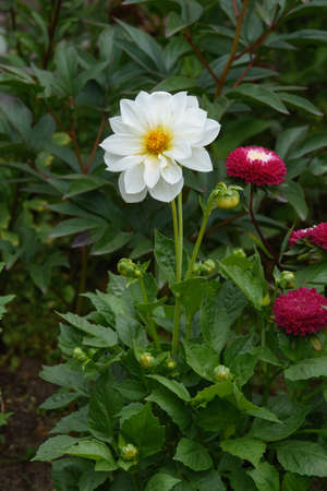 A dahlia flower in close-up on a flower bed among zinnias.の写真素材
