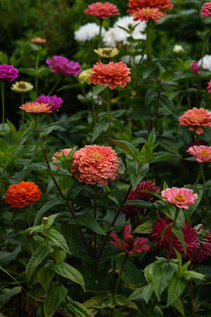 A flower bed with zinnias in the garden at the end of summer.の写真素材