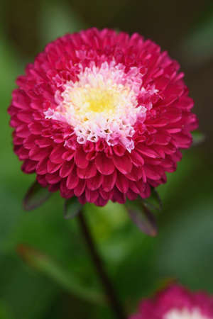 A flower bed with zinnias in the garden at the end of summer.の写真素材