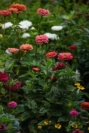 A flower bed with zinnias in the garden at the end of summer.の写真素材
