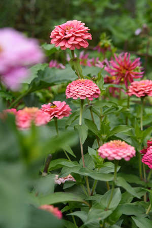 A flower bed with zinnias in the garden at the end of summer.の写真素材