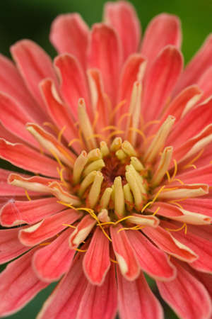 A flower bud of zinnia close-up in the garden at the end of summer.の写真素材
