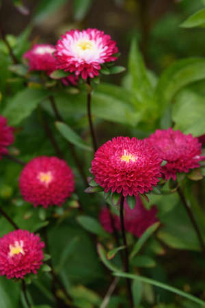 A flower bed with zinnias in the garden at the end of summer.の写真素材