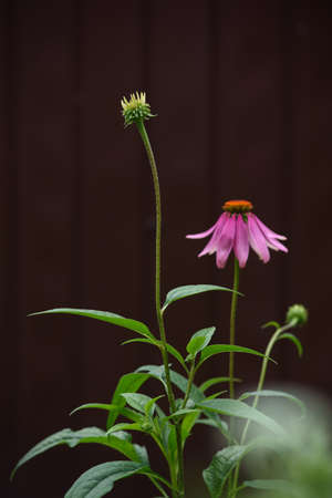 A close-up of an echinacea flower on a flower bed in the garden.の写真素材