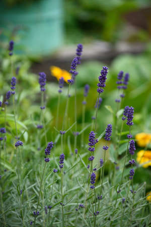 Lavender flowers close-up on a flower bed in the garden.の写真素材