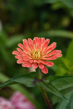 A flower bed with zinnias in the garden at the end of summer.の写真素材