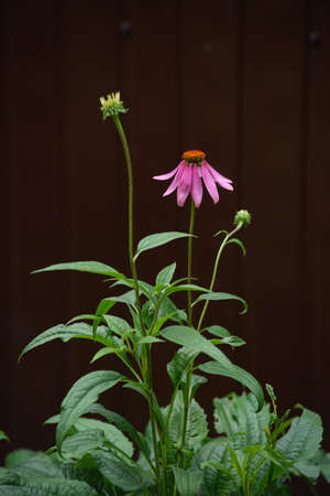 A close-up of an echinacea flower on a flower bed in the garden.の写真素材