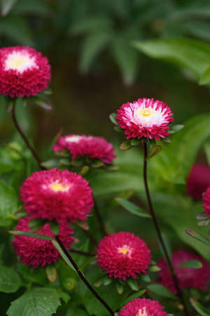 A flower bed with zinnias in the garden at the end of summer.の写真素材