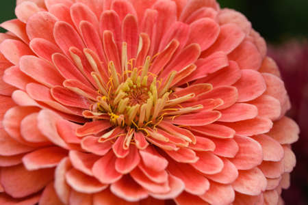 A flower bud of zinnia close-up in the garden at the end of summer.の写真素材