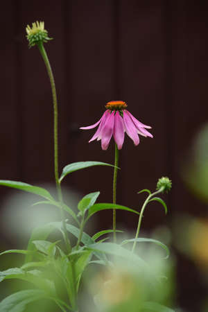 A close-up of an echinacea flower on a flower bed in the garden.の写真素材