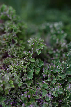Close up background. Green leaf of cabbage in the backlight with streaks and holes eaten by insects.の写真素材