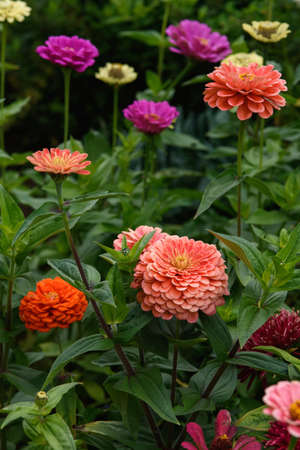 A flower bed with zinnias in the garden at the end of summer.の写真素材