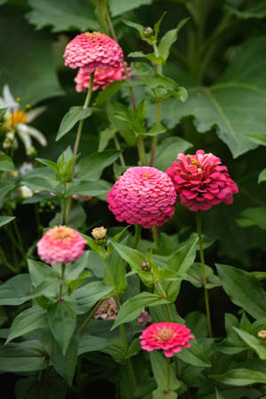 A flower bed with zinnias in the garden at the end of summer.の写真素材