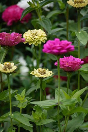 A flower bed with zinnias in the garden at the end of summer.の写真素材