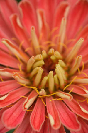 A flower bud of zinnia close-up in the garden at the end of summer.の写真素材