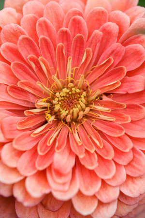 A flower bud of zinnia close-up in the garden at the end of summer.の写真素材