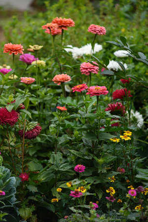 A flower bed with zinnias in the garden at the end of summer.の写真素材