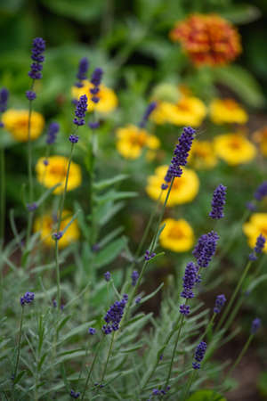 Lavender flowers close-up on a flower bed in the garden.の写真素材