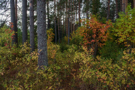 Colors of autumn. Landscape. Mixed forest. Colorful leaves and herbs in early autumn.の写真素材
