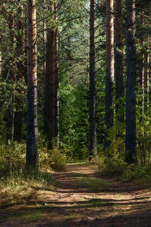 Landscape. A country road passing through an autumn pine forest on a bright sunny day.の写真素材
