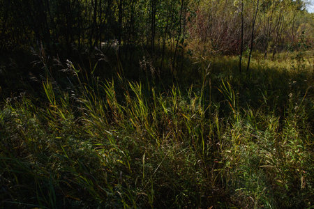 Grass on the field in the bright light of the autumn sunの写真素材