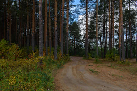 A country road in early autumn, passing between pine trees growing on the river bank.の写真素材