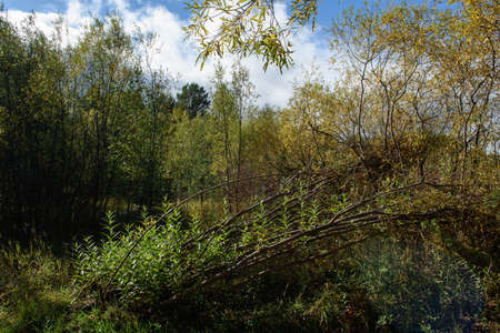 Young willow shoots grow from the trunks of broken and fallen willow trees on a bright autumn day.の写真素材