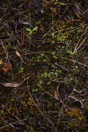 Close-up. Mosses and lichens on the ground.の写真素材