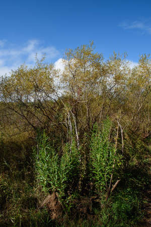Young willow shoots grow from the trunks of broken and fallen willow trees on a bright autumn day. The cycle of life and deathの写真素材