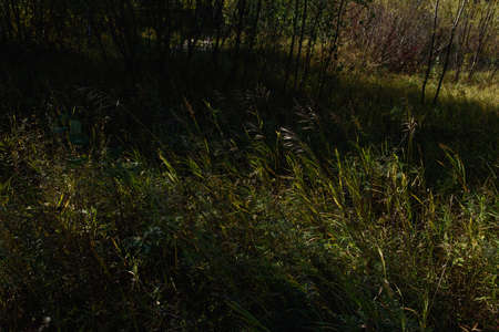 Grass on the field in the bright light of the autumn sunの写真素材