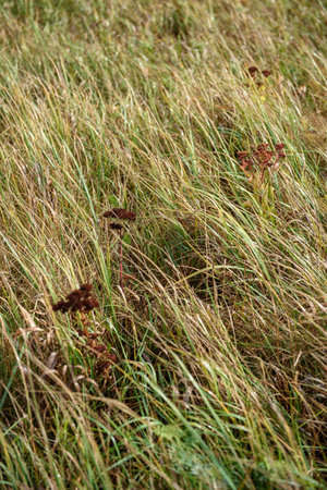 Close-up. Field grasses on a sunny autumn day.の写真素材