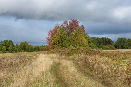 A picturesque landscape. A country road running through fields with grasses yellowed from the autumn cold.の写真素材