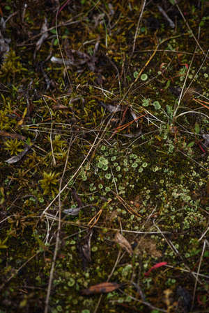 Close-up. Mosses and lichens on the ground.の写真素材