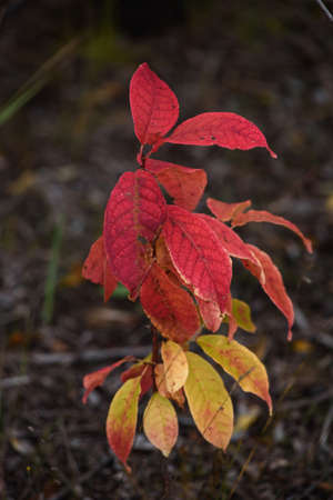 The foliage of a small bird cherry close-up after the autumn cold. The colors of the foliage are similar to the plumage of a parrotの写真素材
