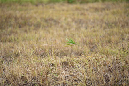 Grass on the field in the bright light of the autumn sunの写真素材