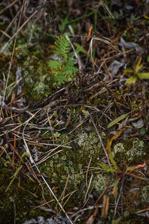 Close-up. Mosses and lichens on the ground.の写真素材
