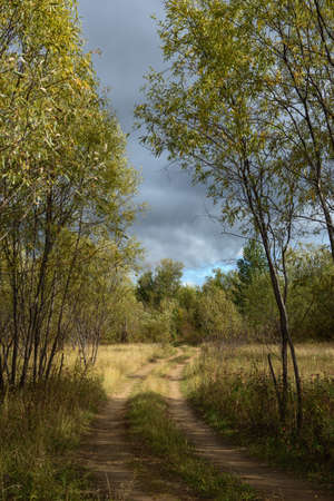 A picturesque landscape. A country road running through a willow forest and fields with grasses yellowed from the autumn cold.の写真素材