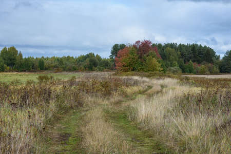 A picturesque landscape. A country road running through fields with grasses yellowed from the autumn cold.の写真素材