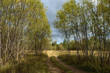A picturesque landscape. A country road running through a willow forest and fields with grasses yellowed from the autumn cold.の写真素材