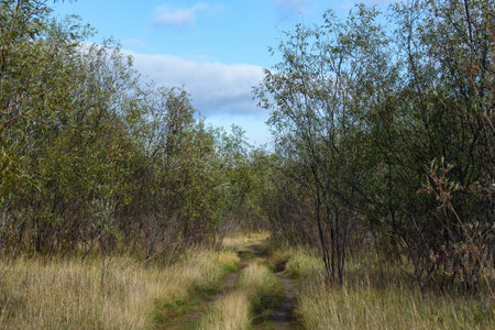 A picturesque landscape. A country road running through a willow forest and fields with grasses yellowed from the autumn cold.の写真素材